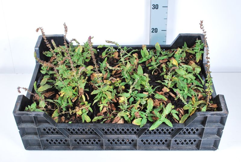 Salvia nem. &