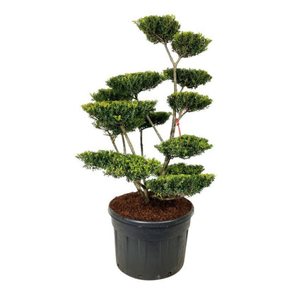 Ilex crenata &
