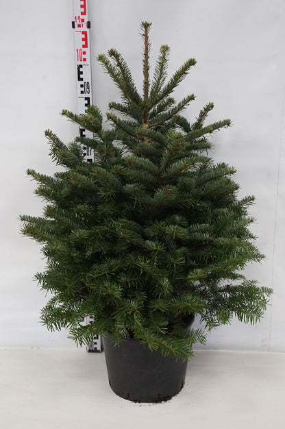 Abies nordmanniana C15 (15 liters kruka) 80-100 cm