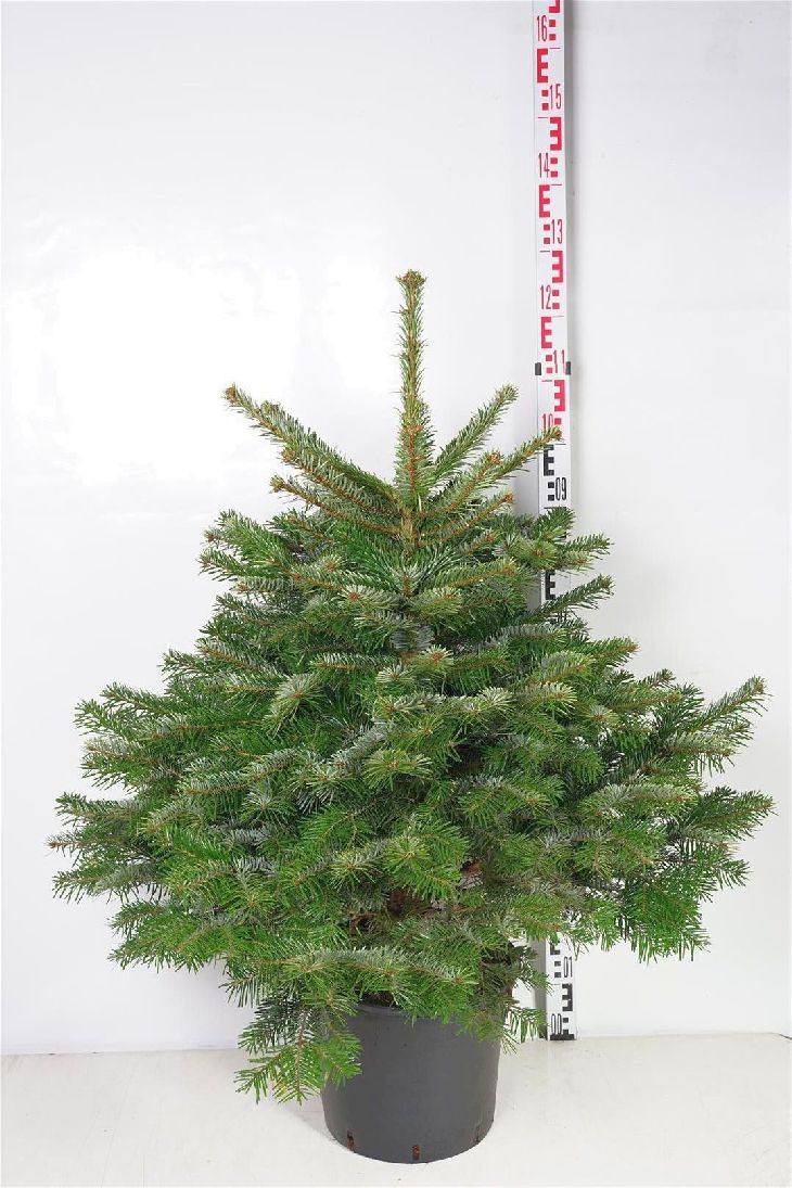 Abies nordmanniana C15 (15 liters kruka) 80-100 cm