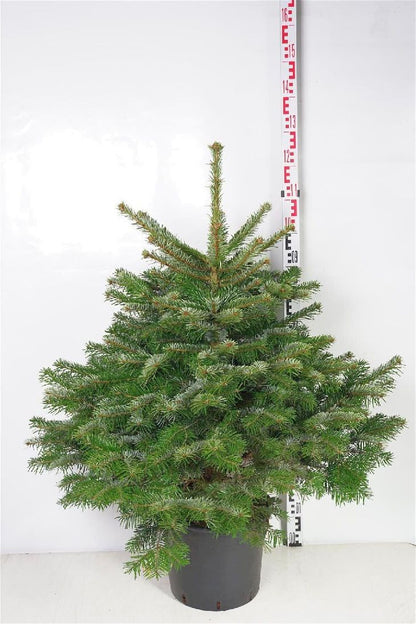 Abies nordmanniana C15 (15 liters kruka) 80-100 cm