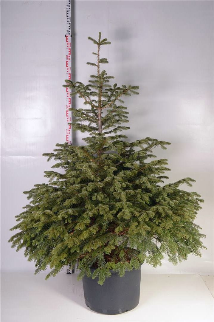 Silvergran nordmanniana - C50 150-175 CM