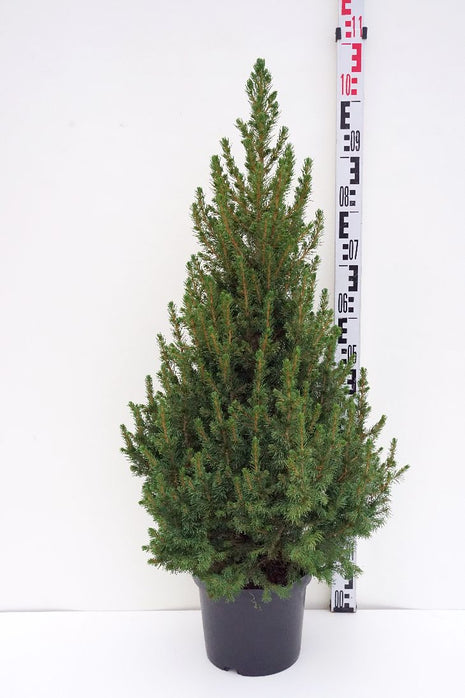 Picea gl. "Conica"