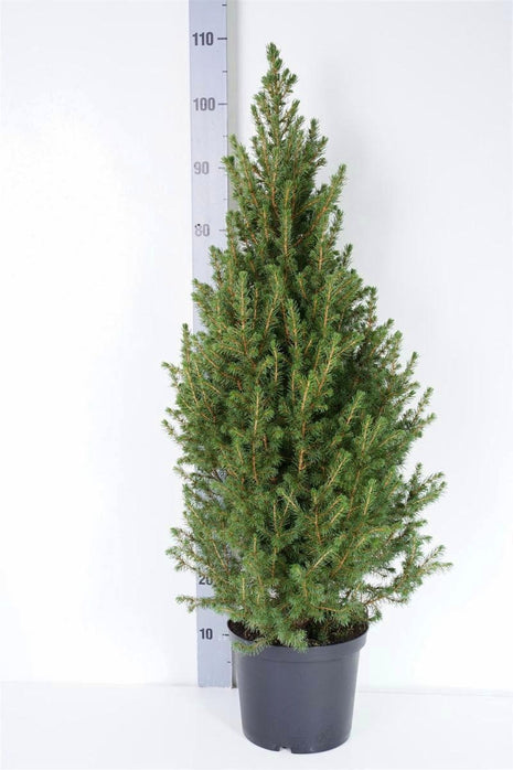 Picea gl. 'Conica'