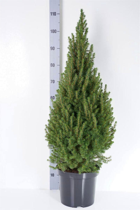 Picea gl. "Conica"