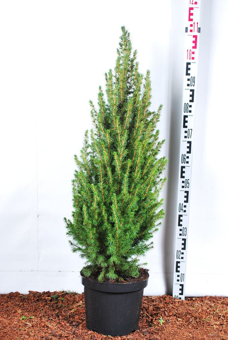 Picea gl. 'Conica'