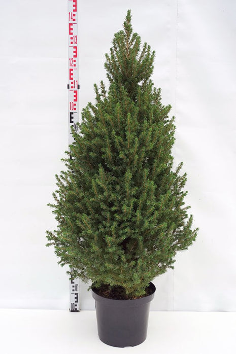 Picea gl. "Conica"