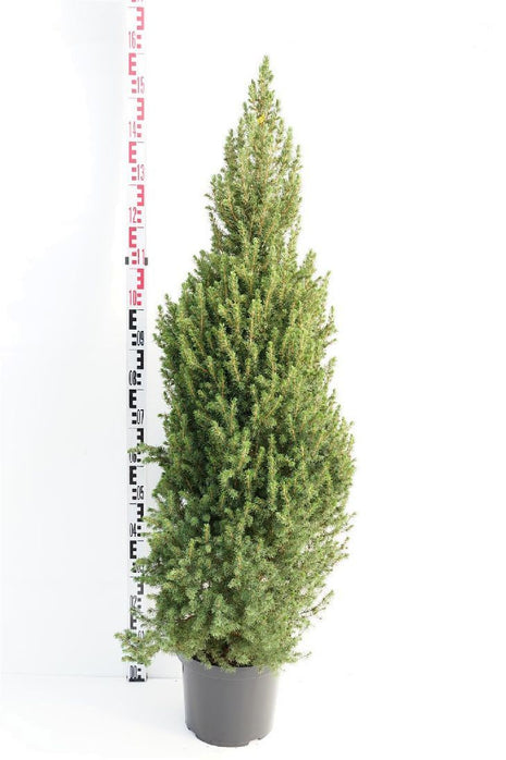 Picea gl. "Conica"