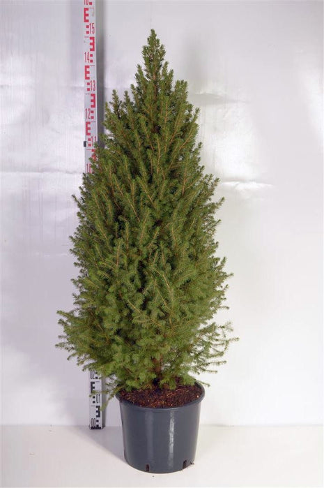 Picea gl. 'Conica'