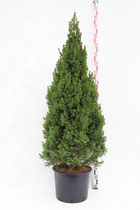 Picea gl. 'Conica'