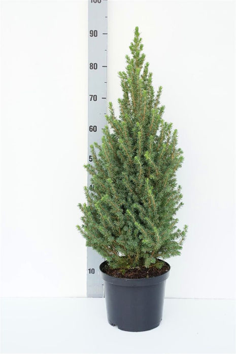 Picea gl. 'Perfecta'