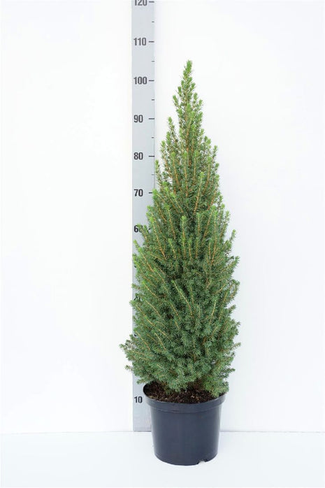 Picea gl. 'Perfecta'