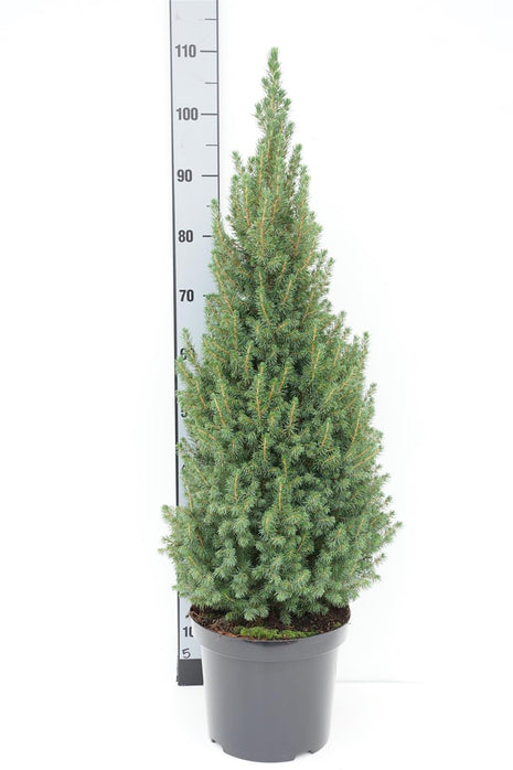 Picea gl. 'Perfecta'