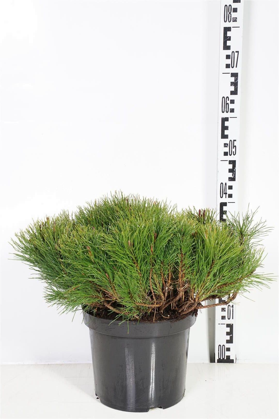 Tall mugo mugo (mughus) - C5/P23 40-45 CM