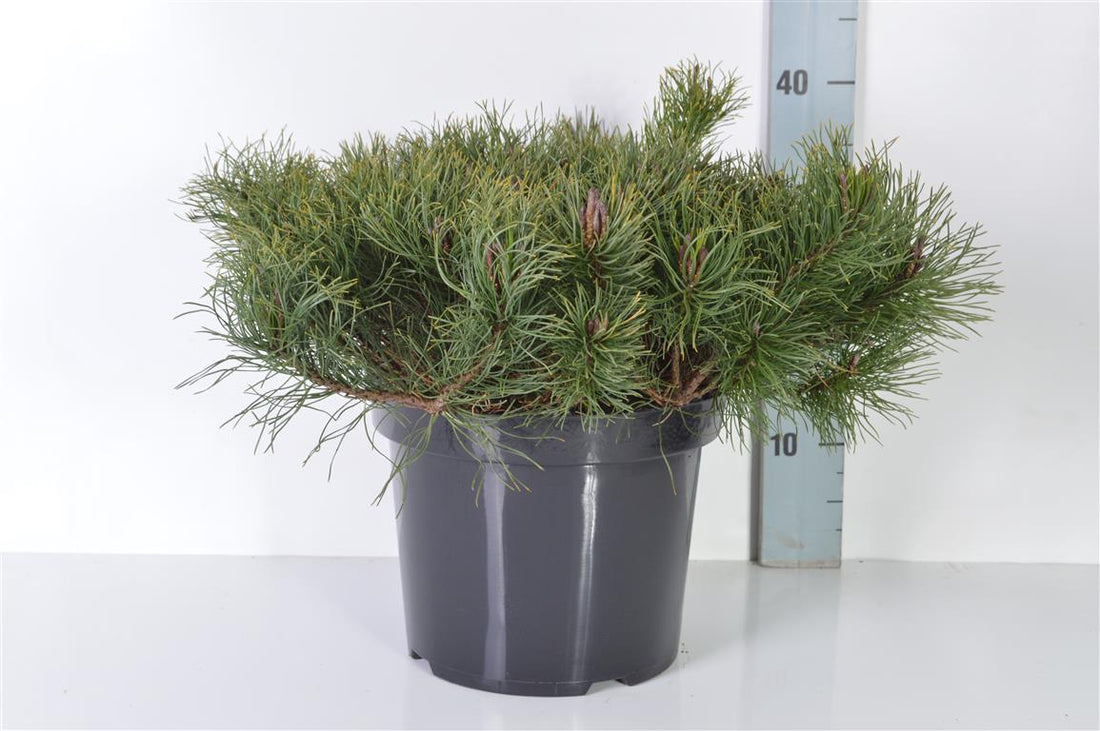 Tall mugo mugo (mughus) - C7,5/P26 40-50 CM