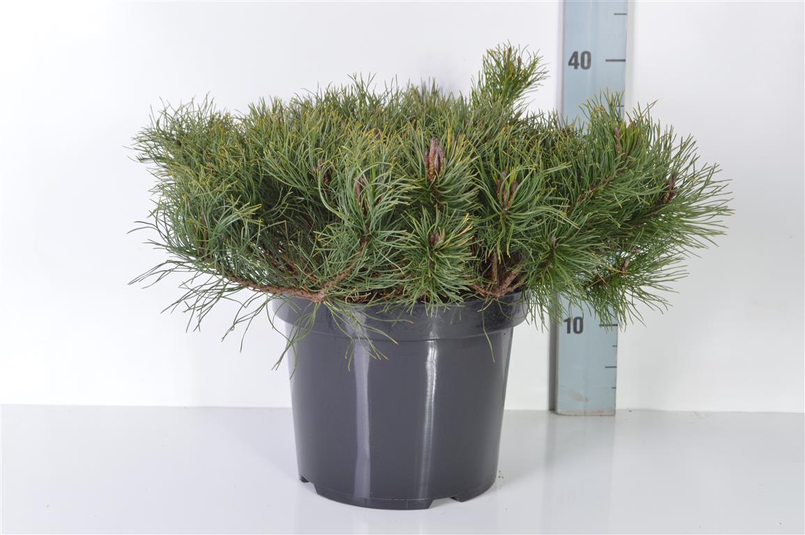 Tall mugo mugo (mughus) - C7,5/P26 40-50 CM