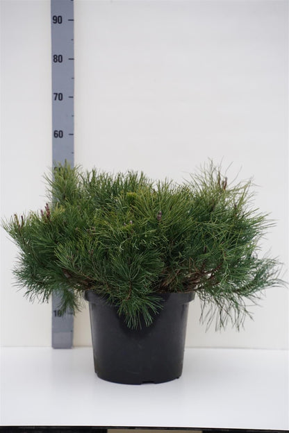 Pinus mugo mugo C10 (10 liters kruka) 50+ cm