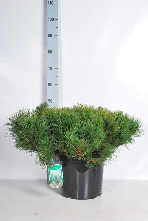 Tall mugo mugo (mughus) - C10 60/+ CM