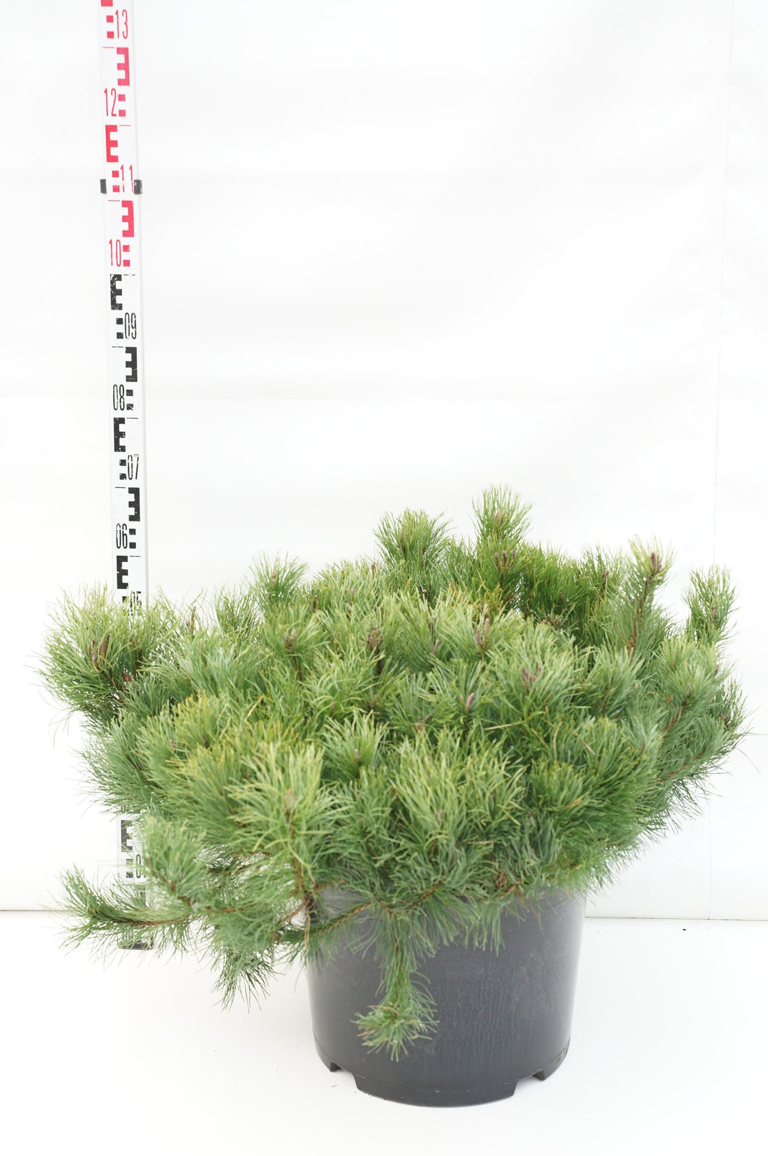 Tall mugo mugo (mughus) - C35 80-90 CM