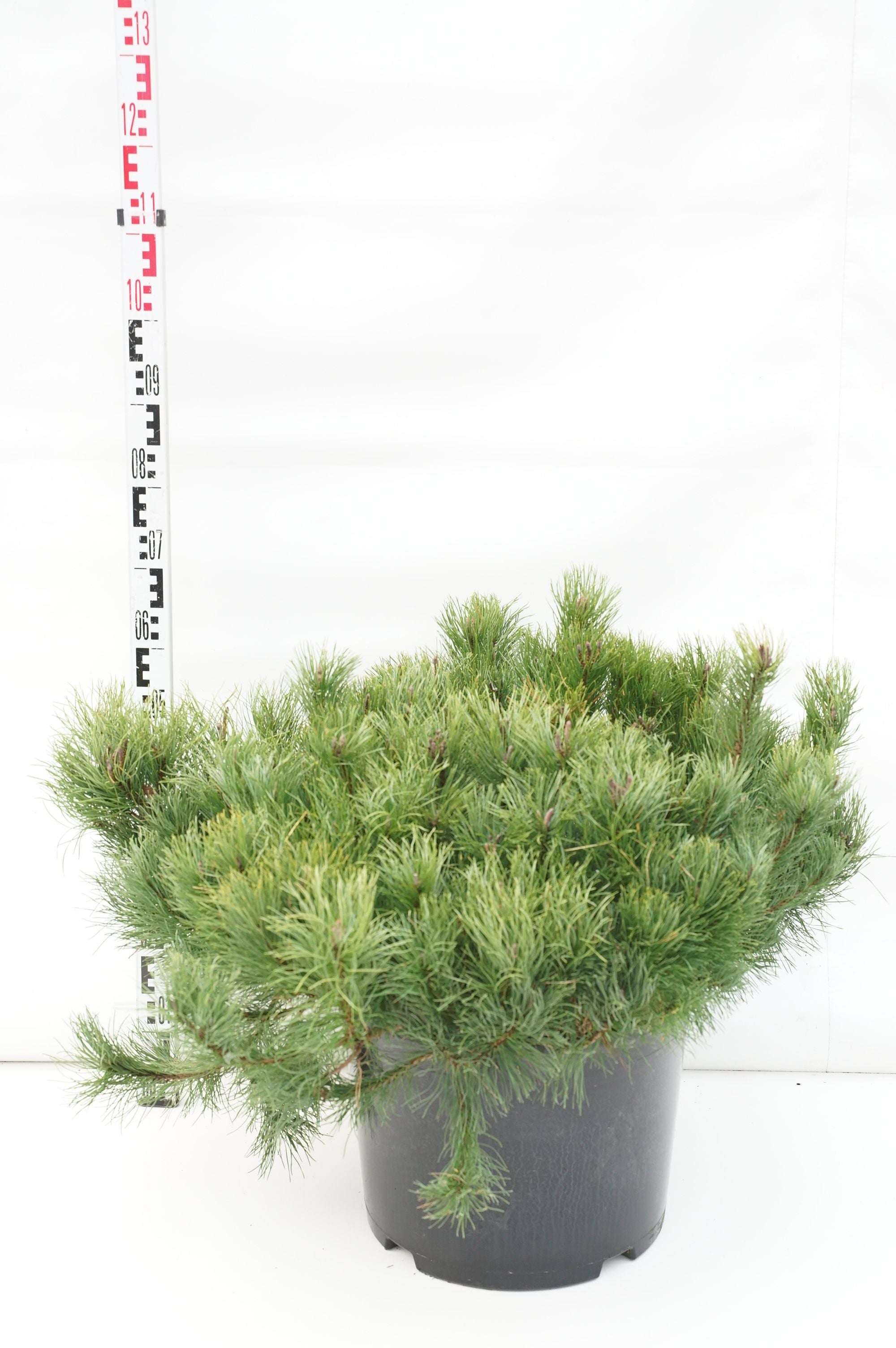 Tall mugo mugo (mughus) - C35 80-90 CM