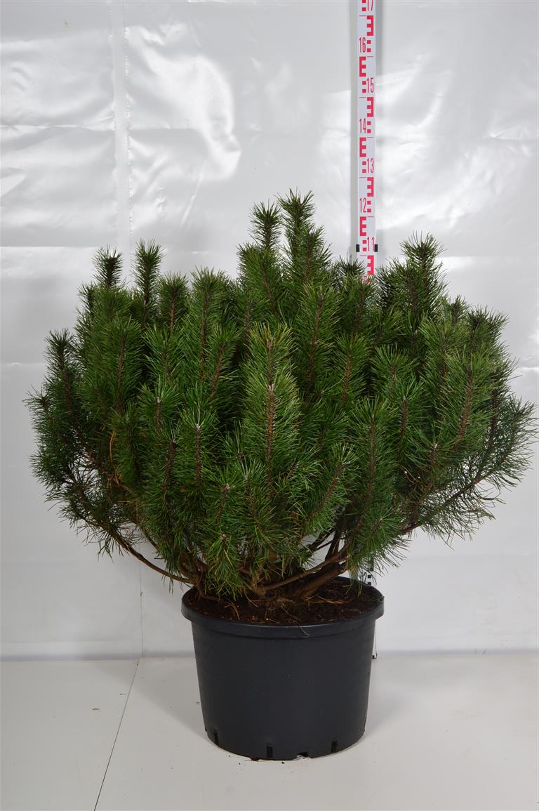 Tall mugo mugo (mughus) - C35 90-100 CM