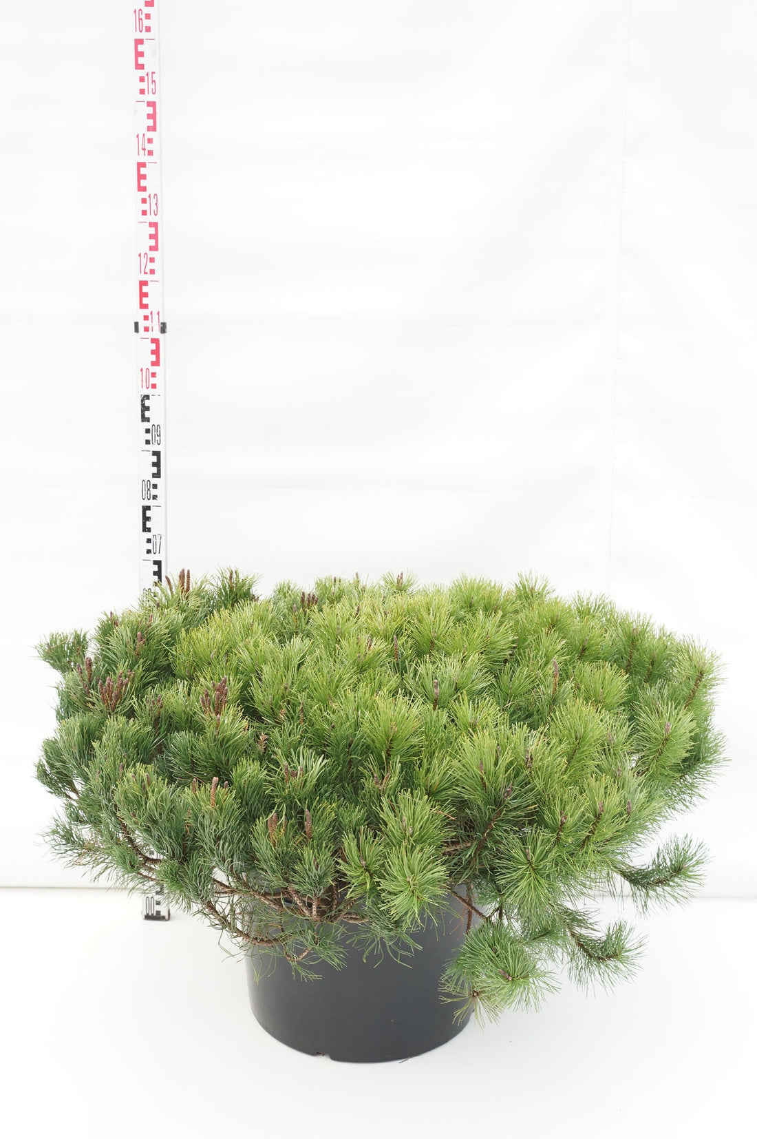 Tall mugo mugo (mughus) - C50 120/+ CM