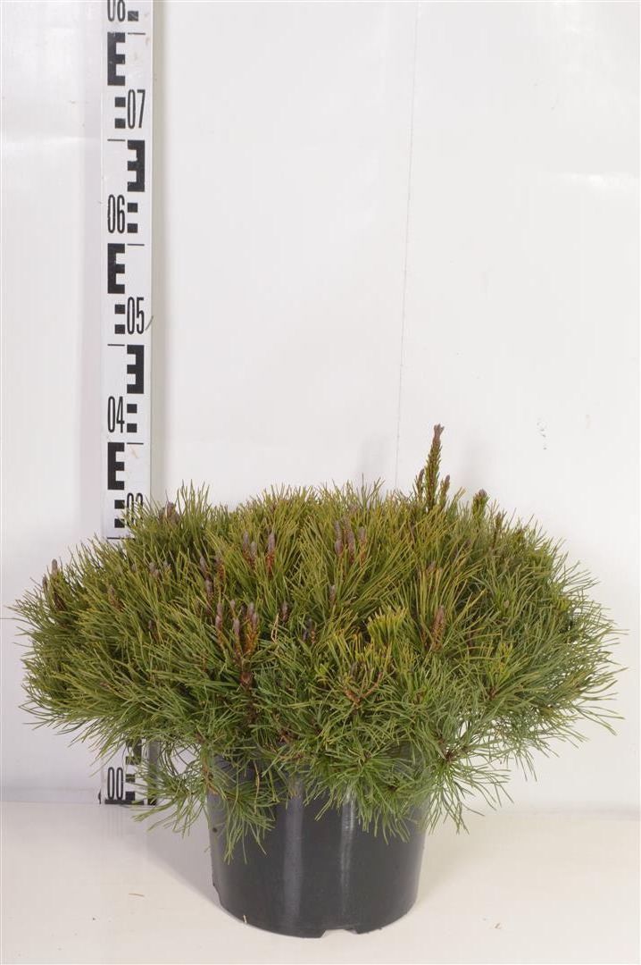 Tall mugo pumilio - C7,5/P26 40-50 CM