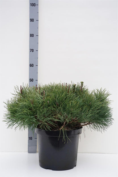 Pinus mugo pumilio C10 (10 liters kruka) 50+ cm
