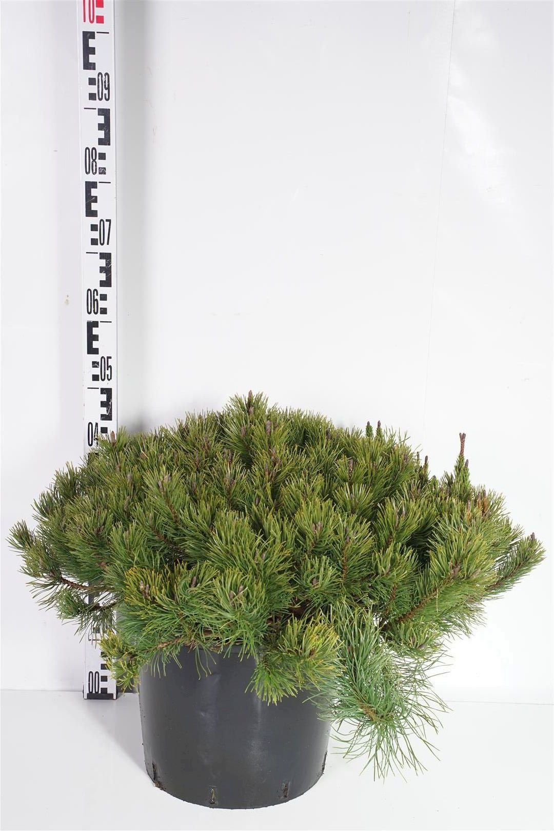 Tall mugo pumilio - C15 60-70 CM