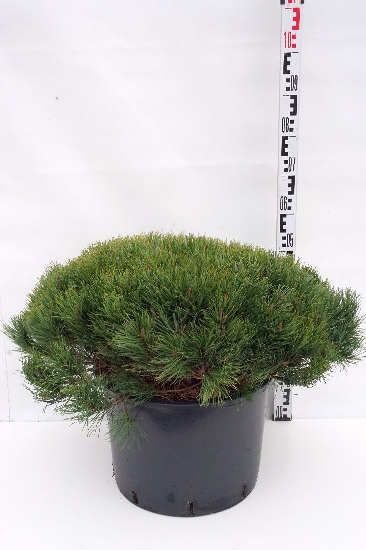 Tall mugo pumilio - C35 80-90 CM