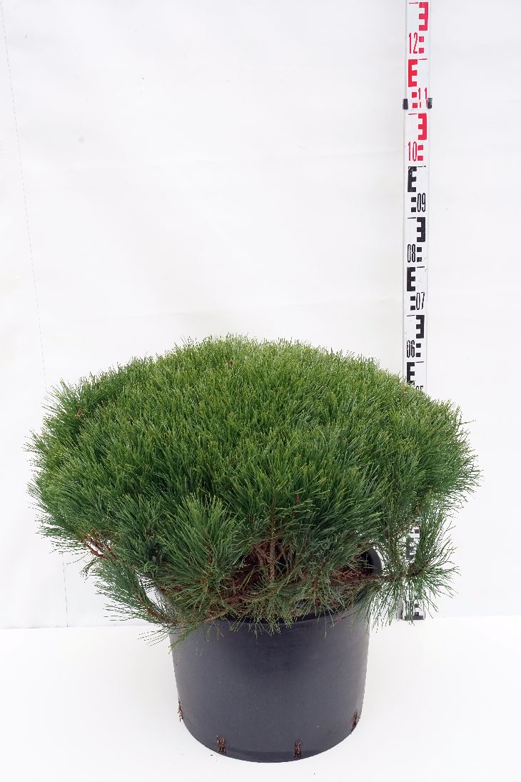 Tall mugo pumilio - C35 90-100 CM
