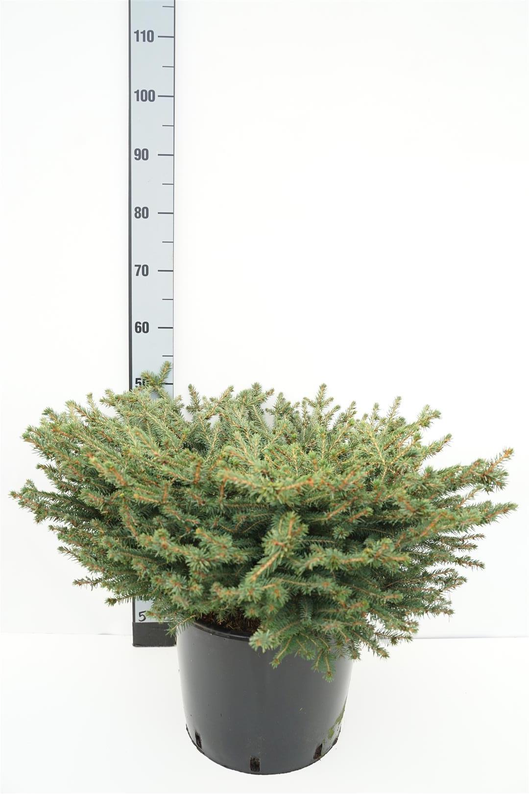 Tall mugo pumilio - C25 70-80 CM