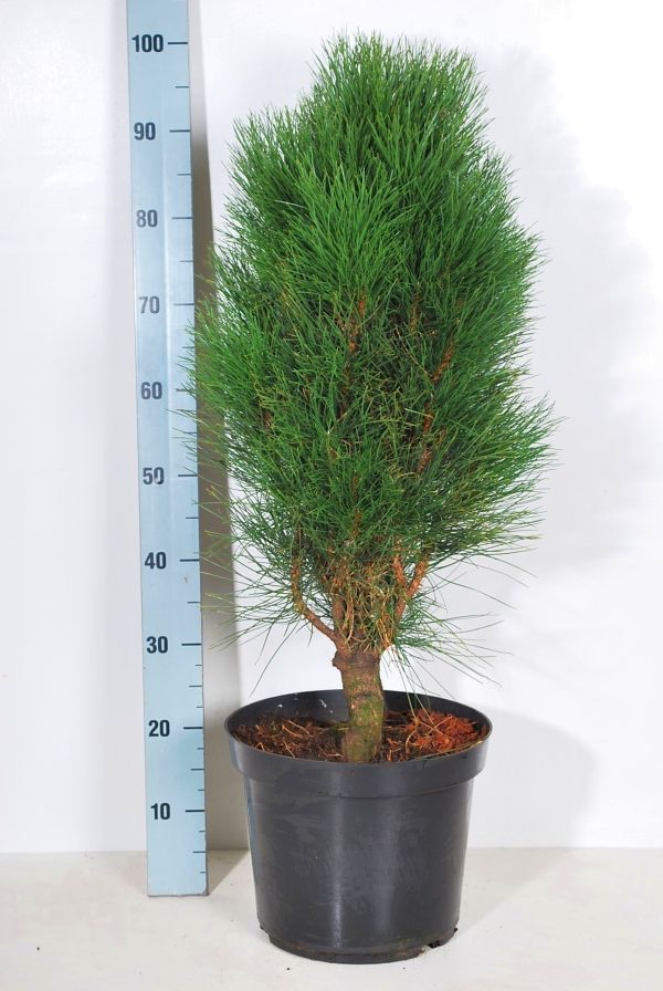 Tall nigra &