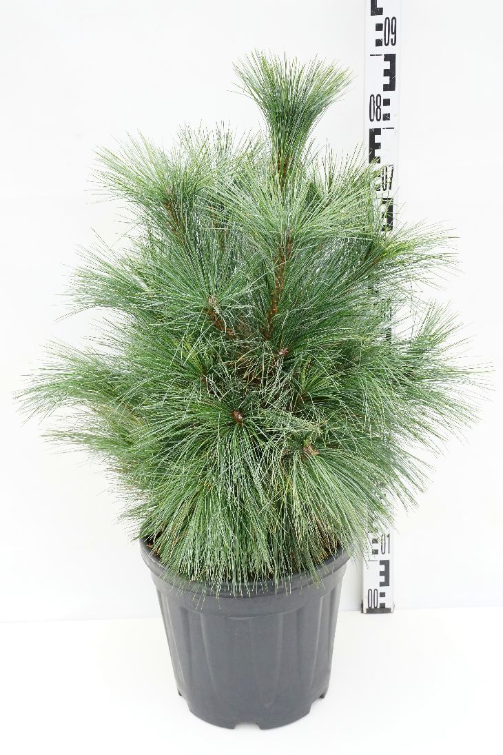 Tall schwerinii &