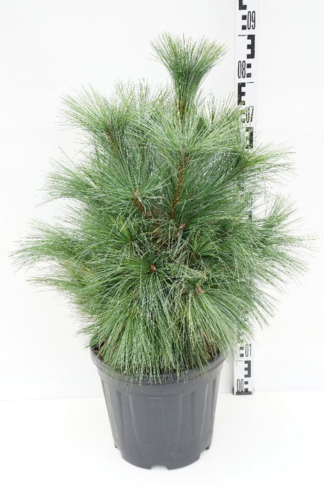 Pinus schwerinii 'Wiethorst'