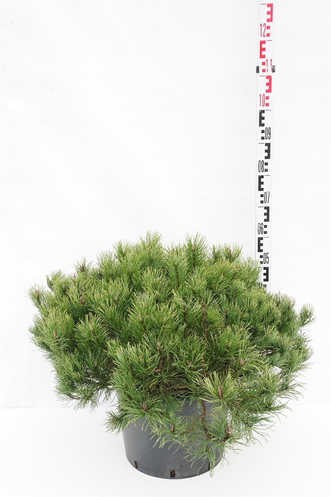 Tall schwerinii &
