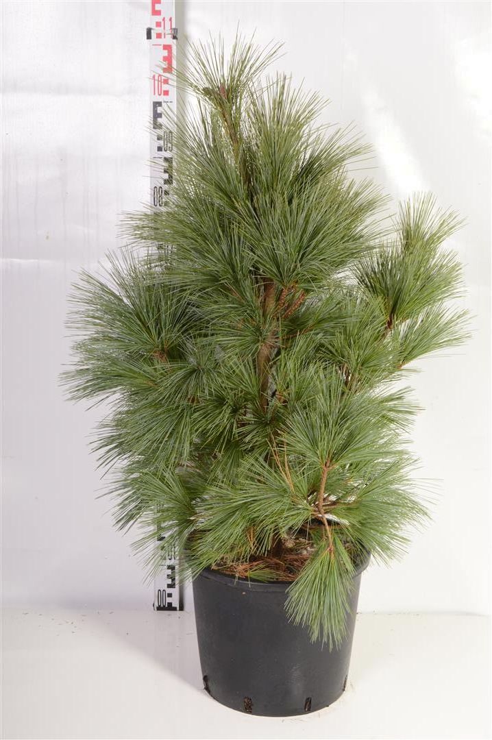 Pinus schwerinii &