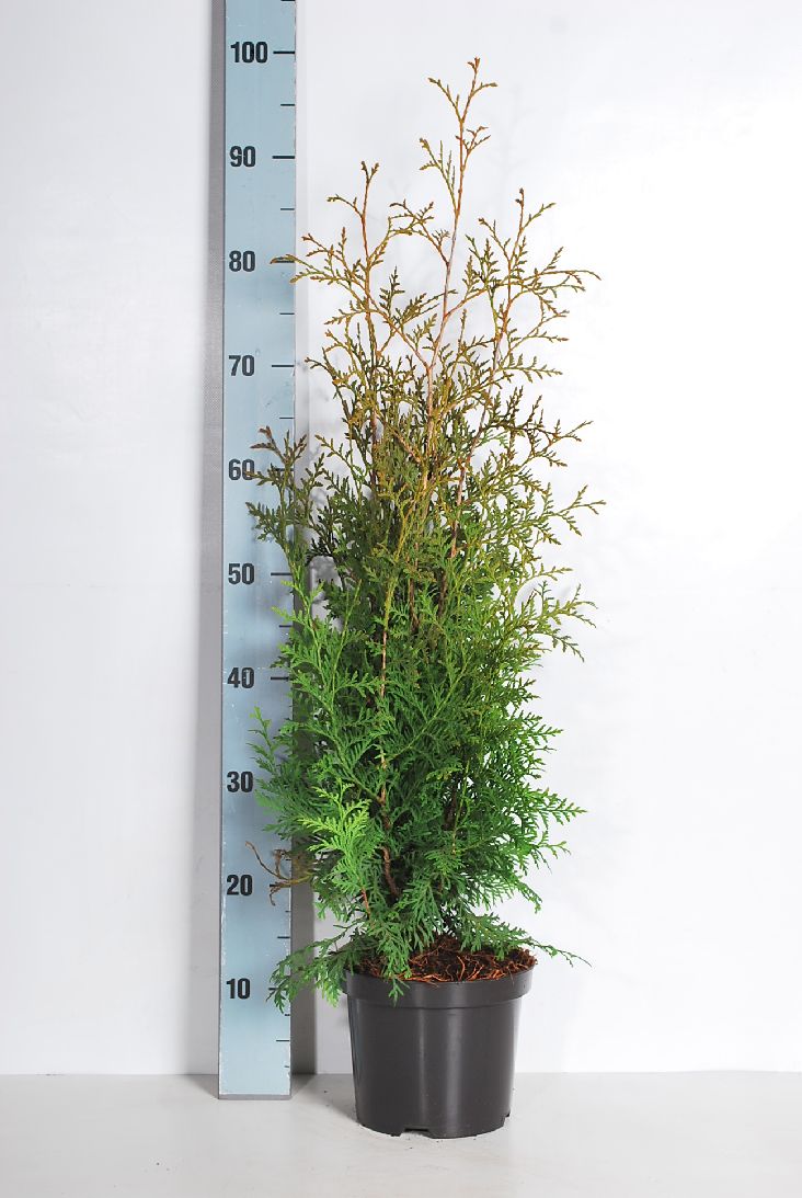 Thuja occ. &