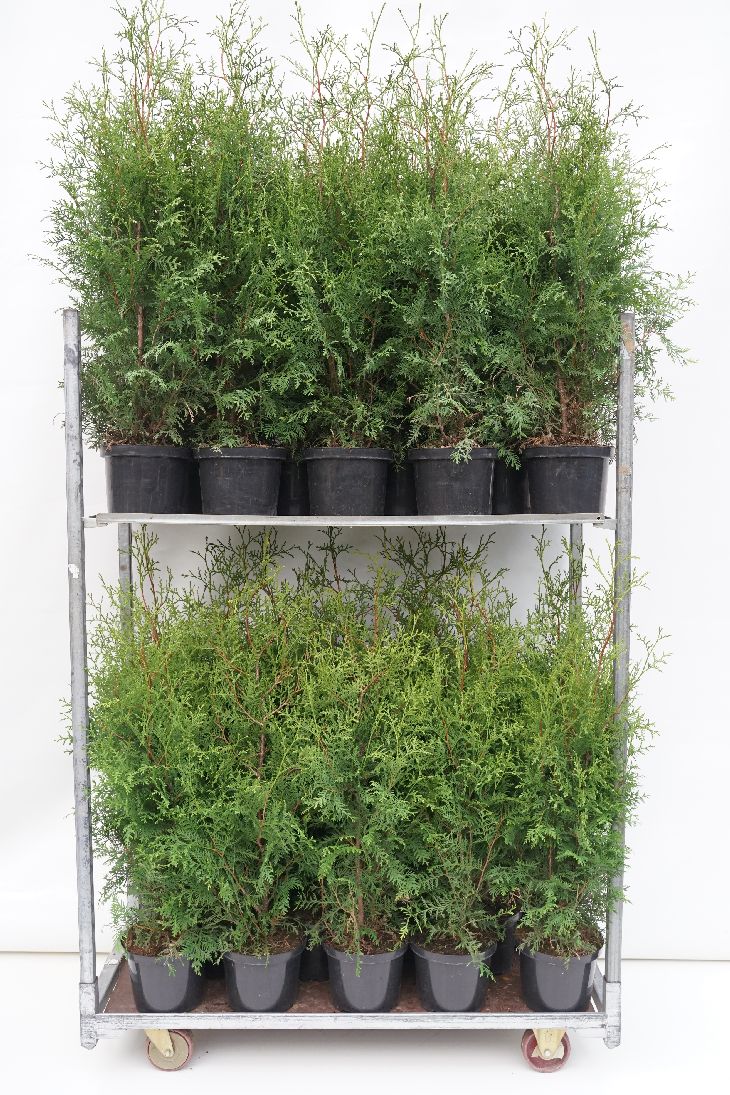 Thuja occ. &