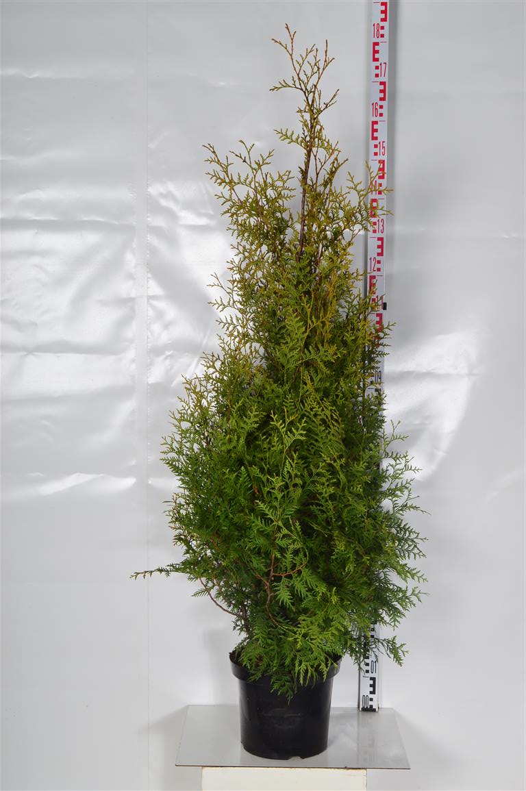 Thuja occ. &