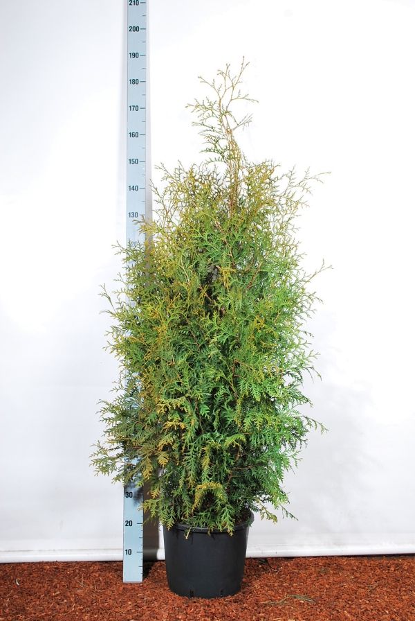 Thuja occ. &