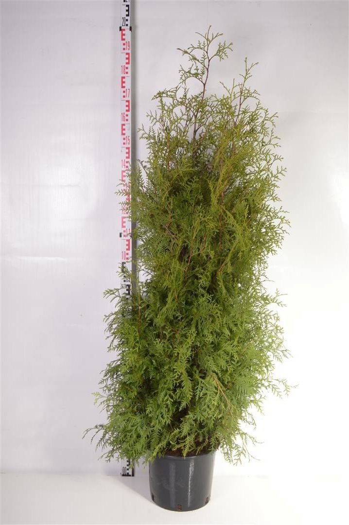 Thuja occ. &