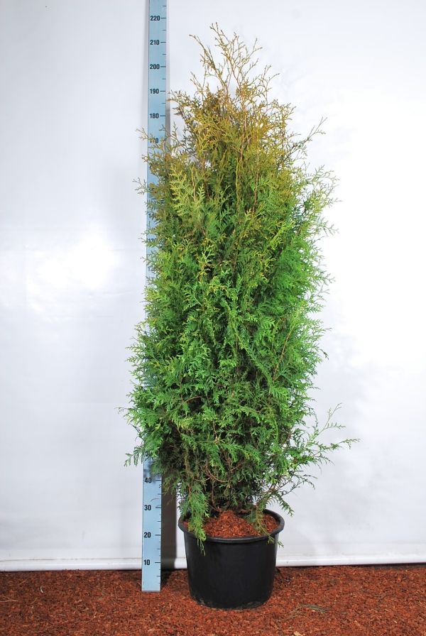 Thuja occ. &