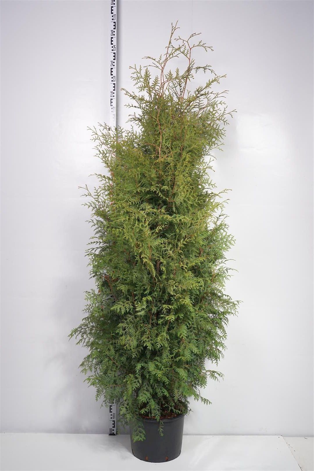 Thuja occ. &