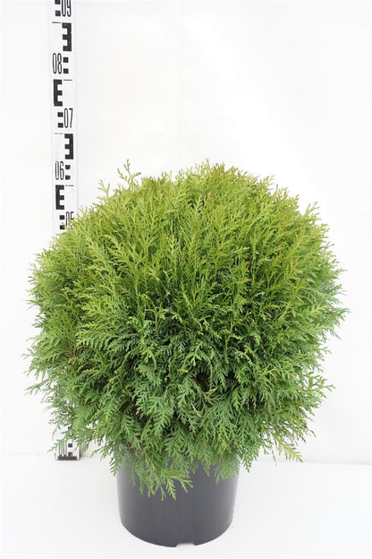 Thuja occidentalis &