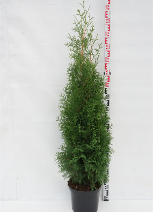 Thuja jne. "Brabantin kuningas"