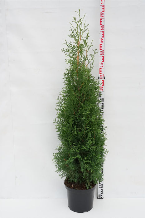 Thuja occ. 'King of Brabant'