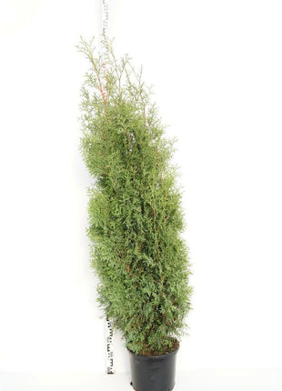 Thuja occ. 'King of Brabant'