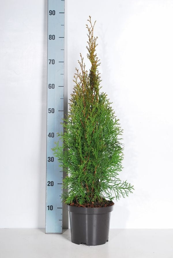 Thuja occ. &