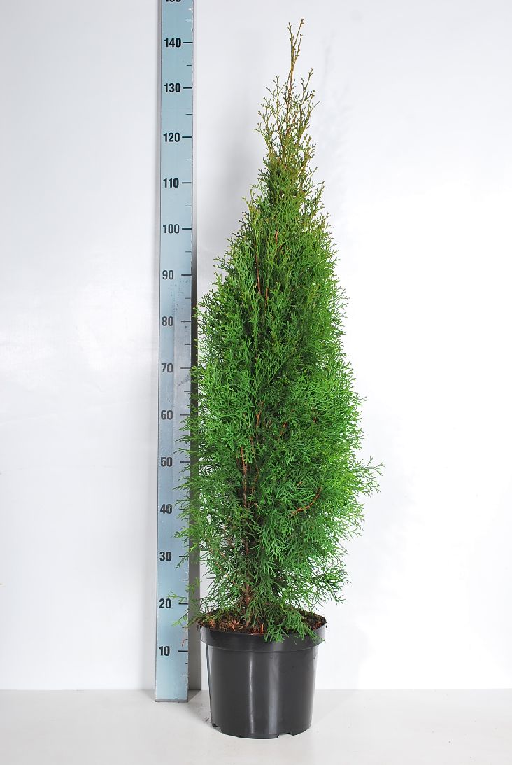 Thuja occ. &